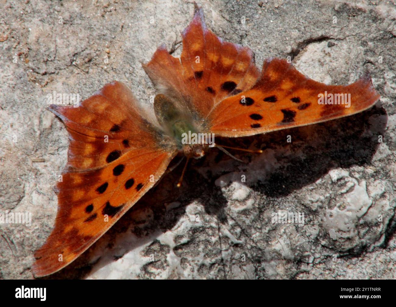 Questioning Insects Question Mark (Polygonia interrogationis) Insecta Stock Photo - Alamy