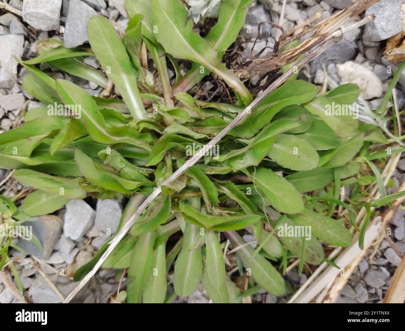 dandelions, hawksbeards, and rattlesnake roots (Crepidinae) Plantae ...