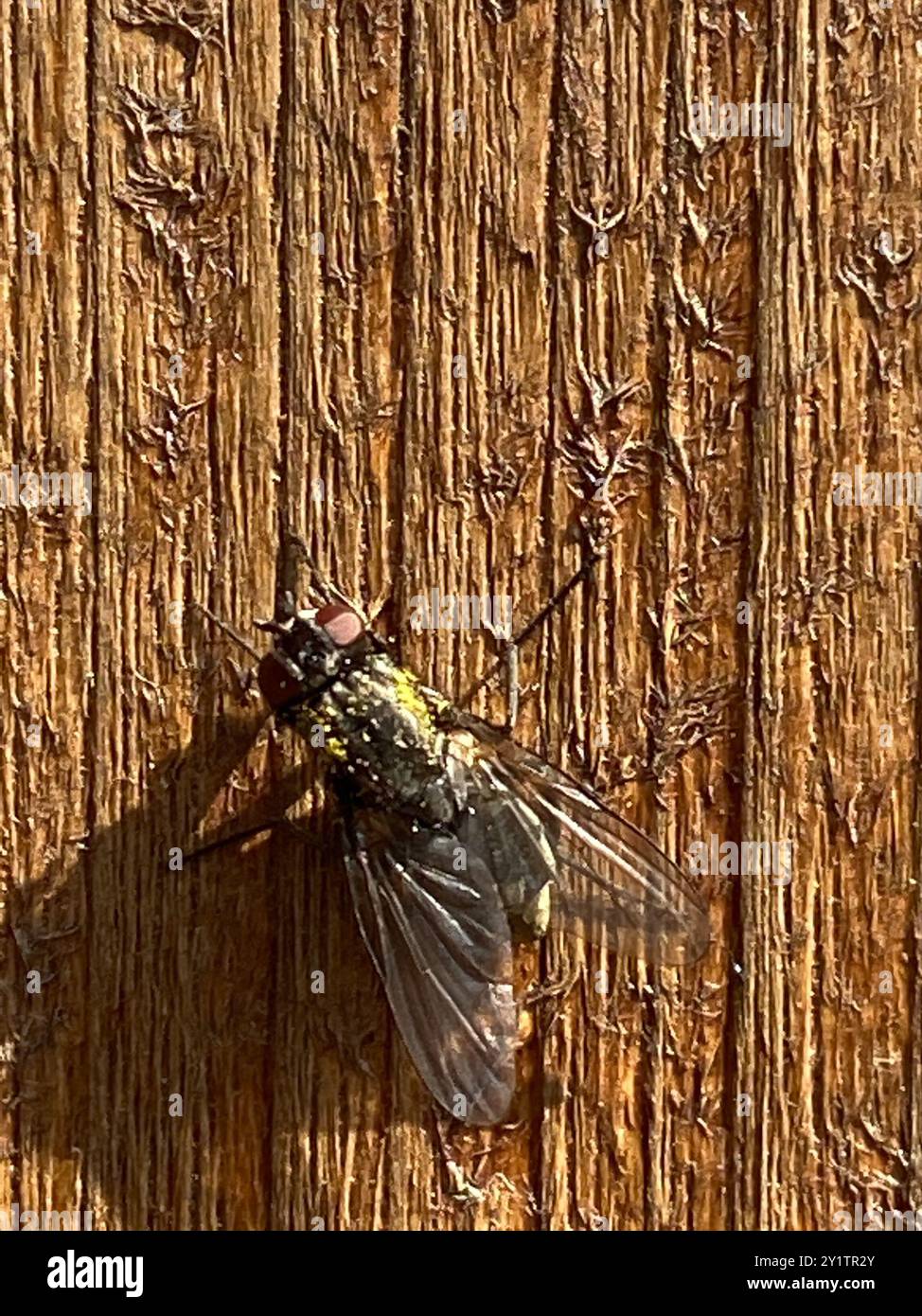 Common House Fly (Musca domestica) Insecta Stock Photo - Alamy