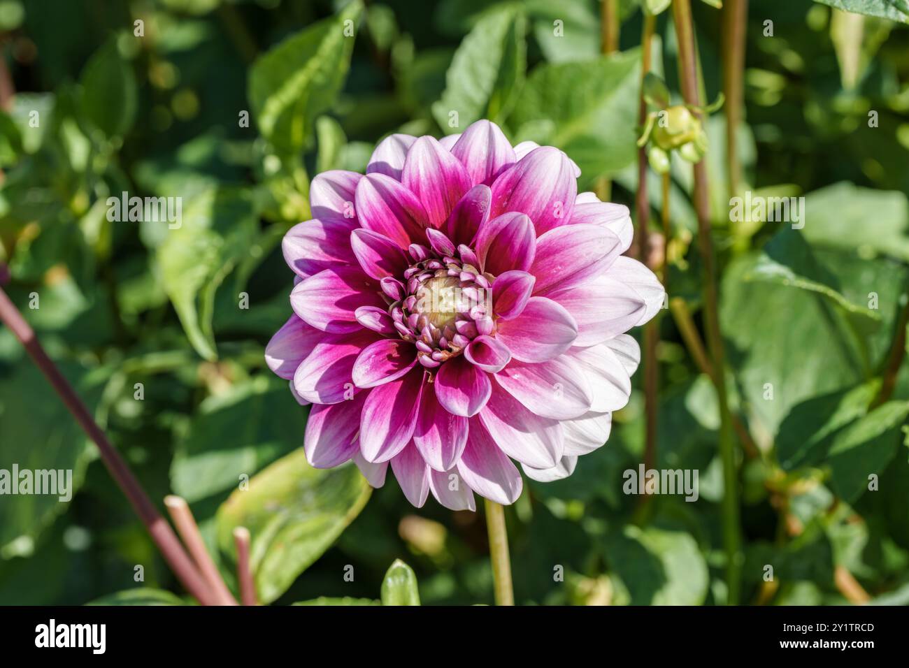 Featuring lush petals hi-res stock photography and images - Alamy