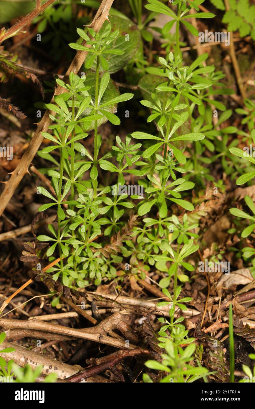 catchweed bedstraw (Galium aparine) Plantae Stock Photo - Alamy
