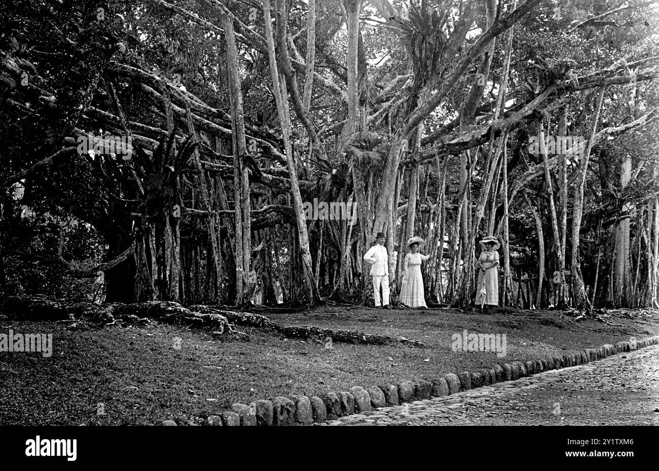 Banyan Trees at Buitenzorg, Java, Indonesia, the botanical gardens 1926 ...
