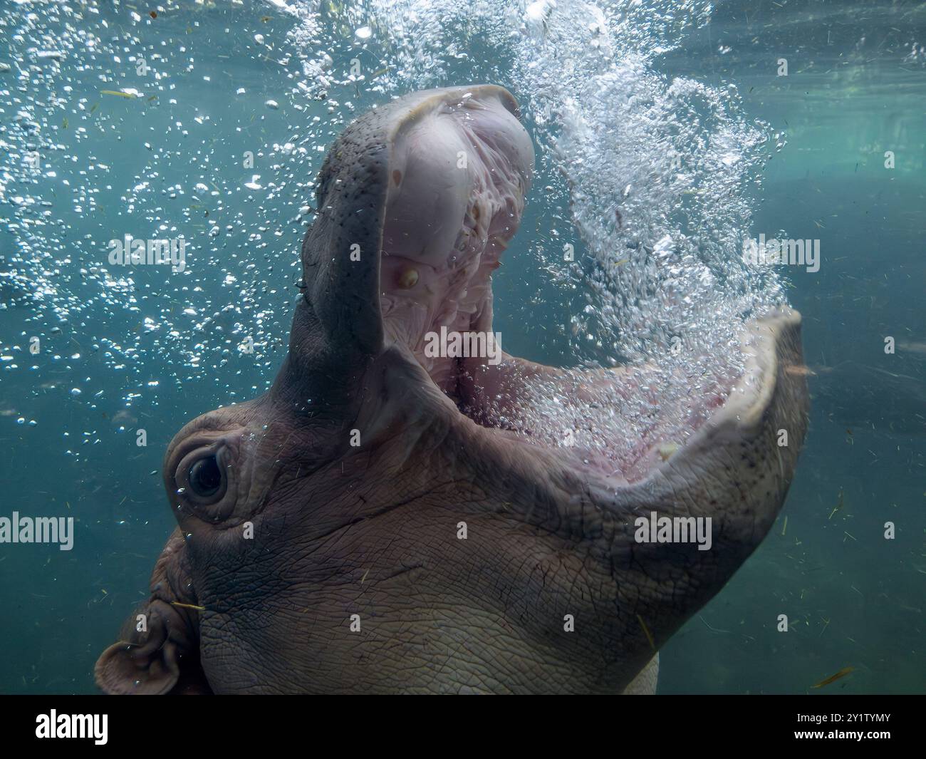 baby and adult playing hippopotamus underwater hippo swimming close up looking at you open mouth bubbling breathing air Stock Photo