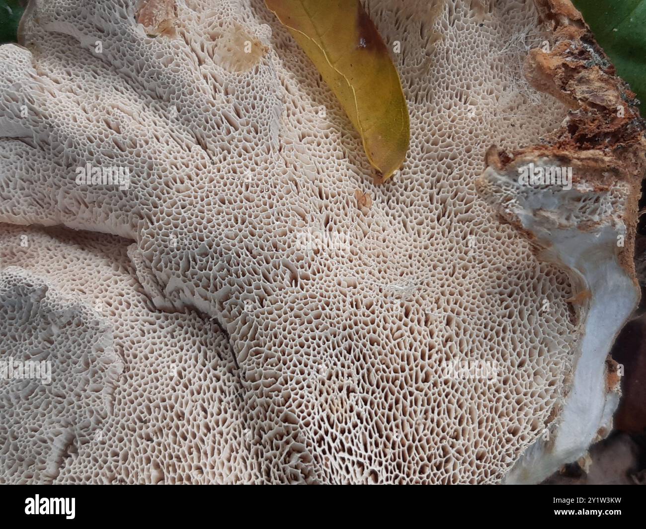 Giant Polycore Giant Polypore (Meripilus giganteus) Fungi Stock Photo - Alamy