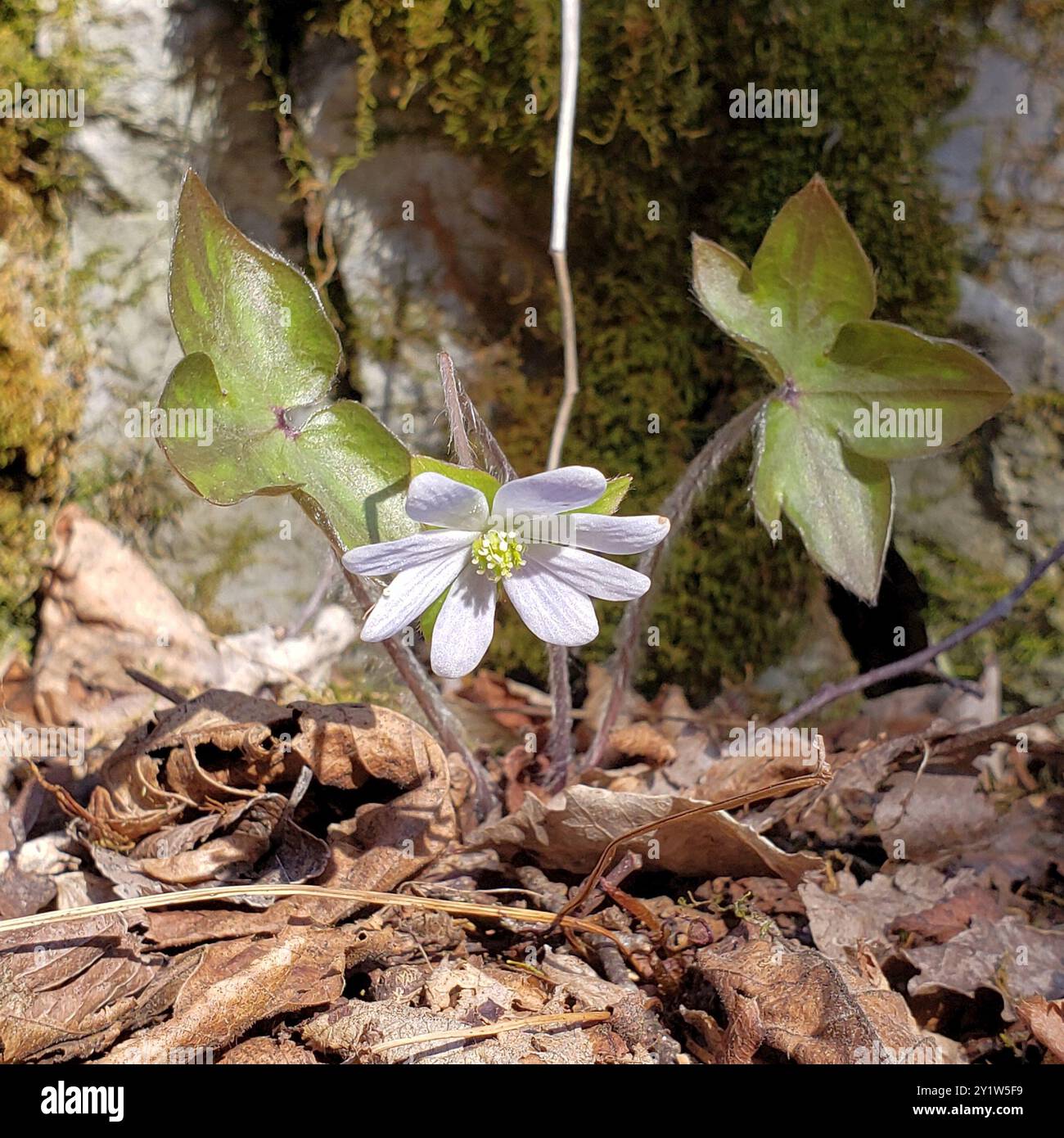 sharp-lobed hepatica (Hepatica acutiloba) Plantae Stock Photo - Alamy