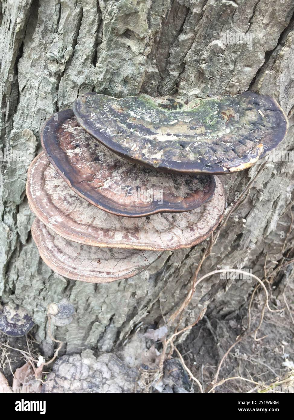 artist's bracket (Ganoderma applanatum) Fungi Stock Photo - Alamy