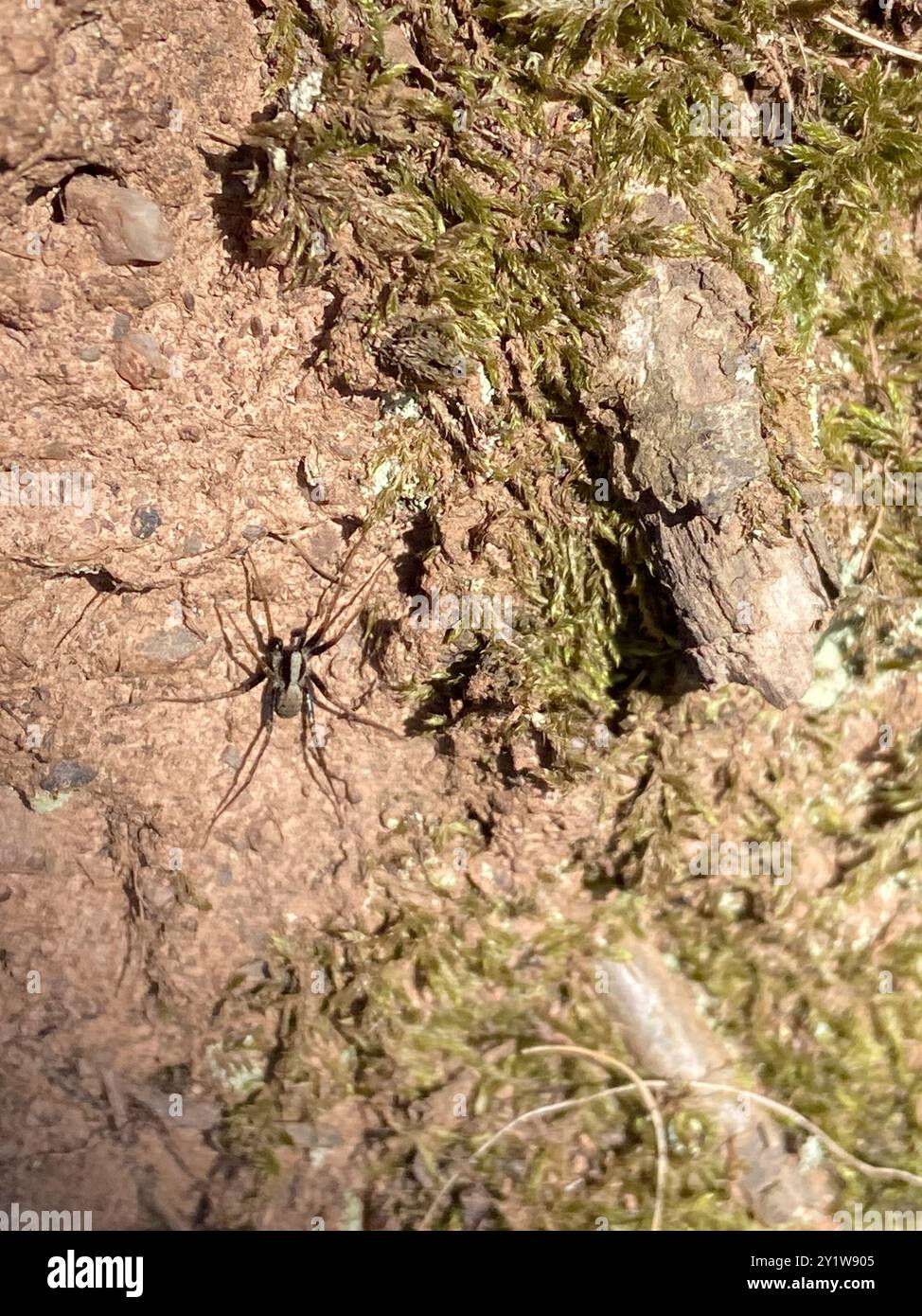 Common Forest Wolf Spider Complex (Pardosa lugubris) Arachnida Stock