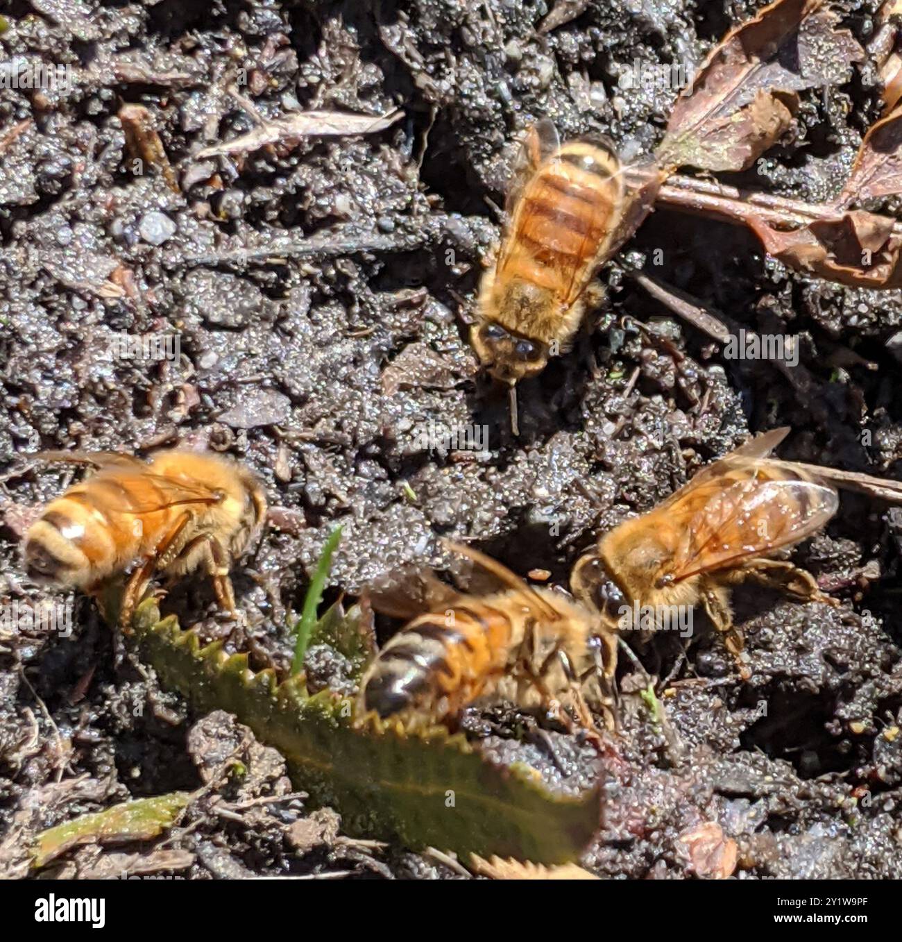 Western Honey Bee (Apis mellifera) Insecta Stock Photo - Alamy