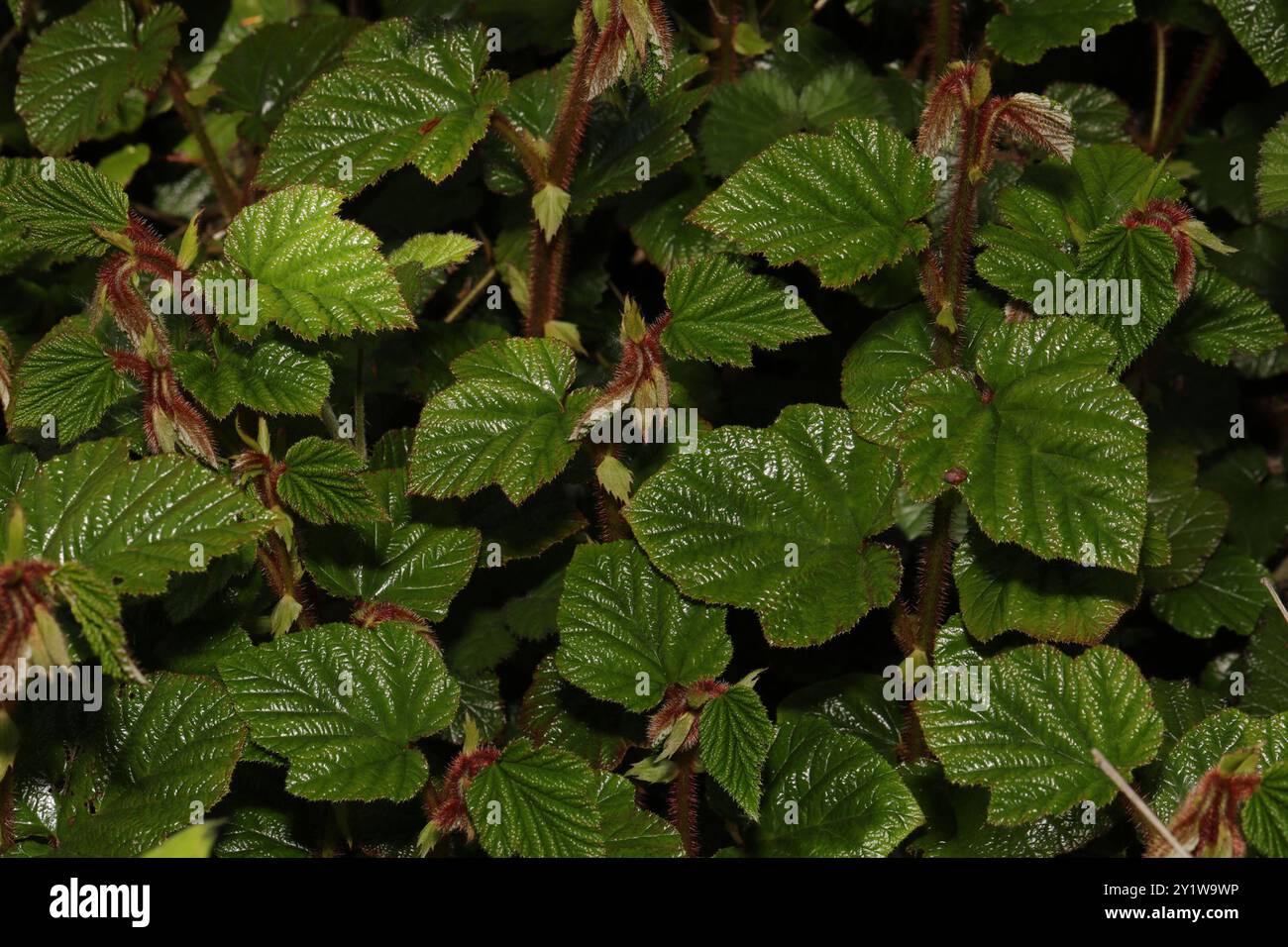 Chinese Bramble (Rubus tricolor) Plantae Stock Photo - Alamy