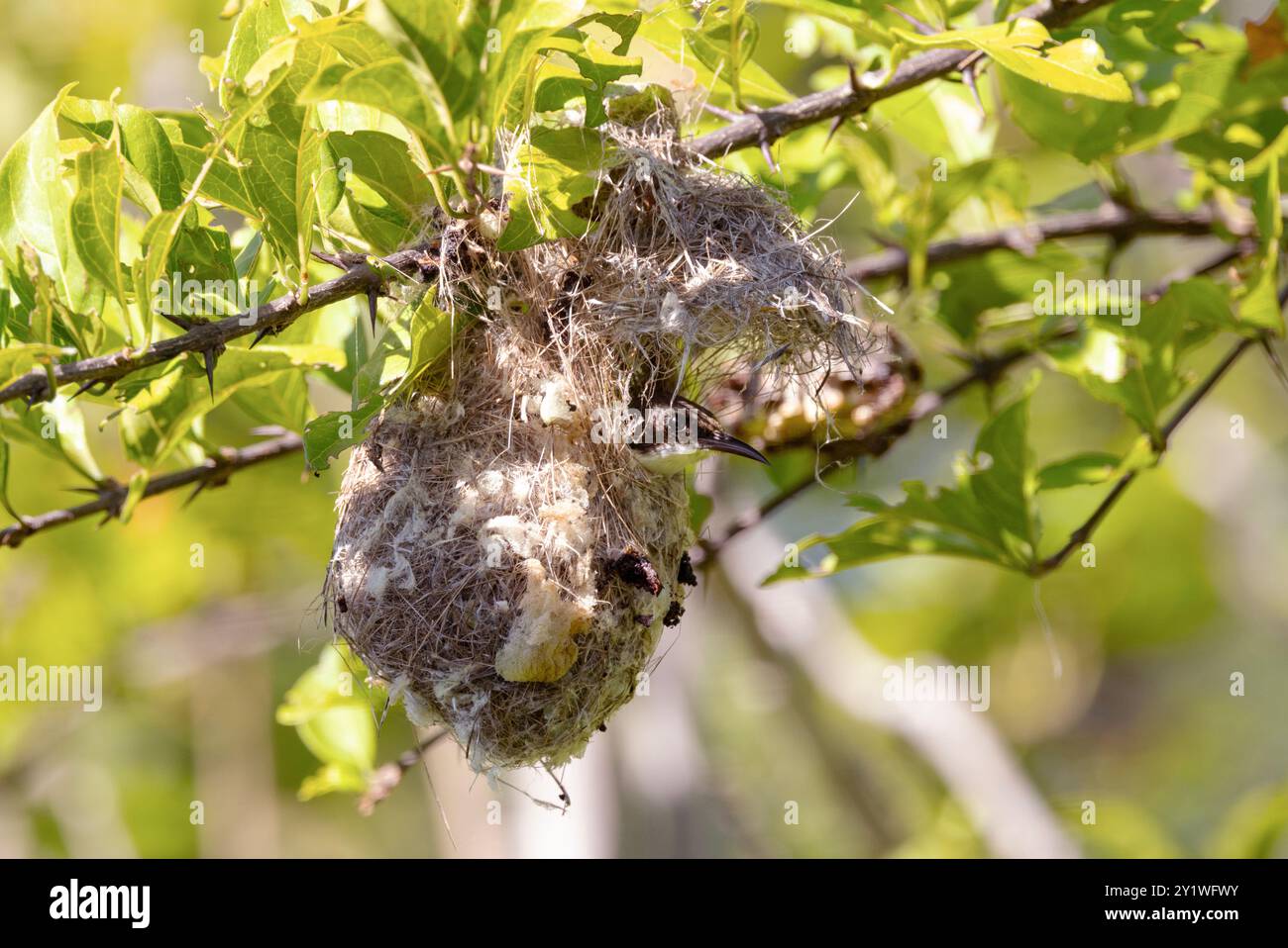 Sunbirds make well camouflaged nests using cobweb and lichens to help ...
