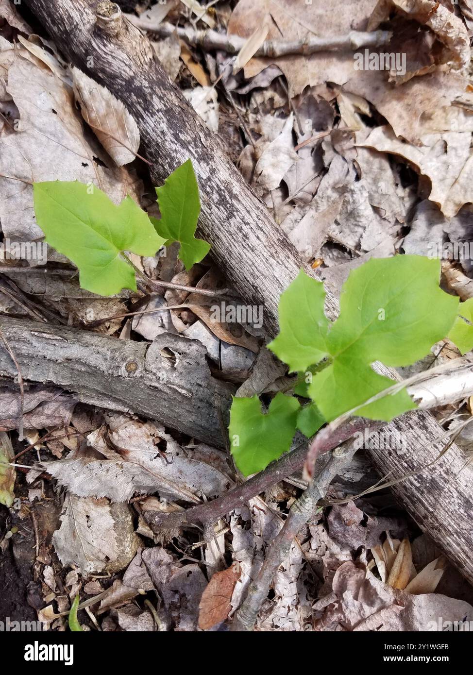 Annable Roots rattlesnake roots (Nabalus) Plantae Stock Photo - Alamy