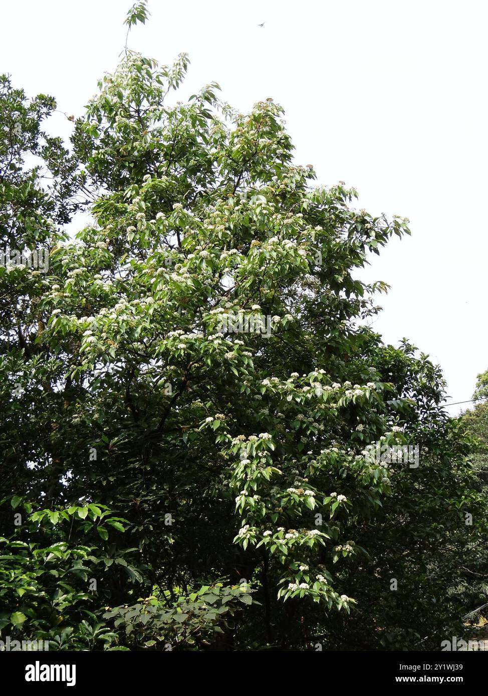 Photinia beauverdiana hi-res stock photography and images - Alamy