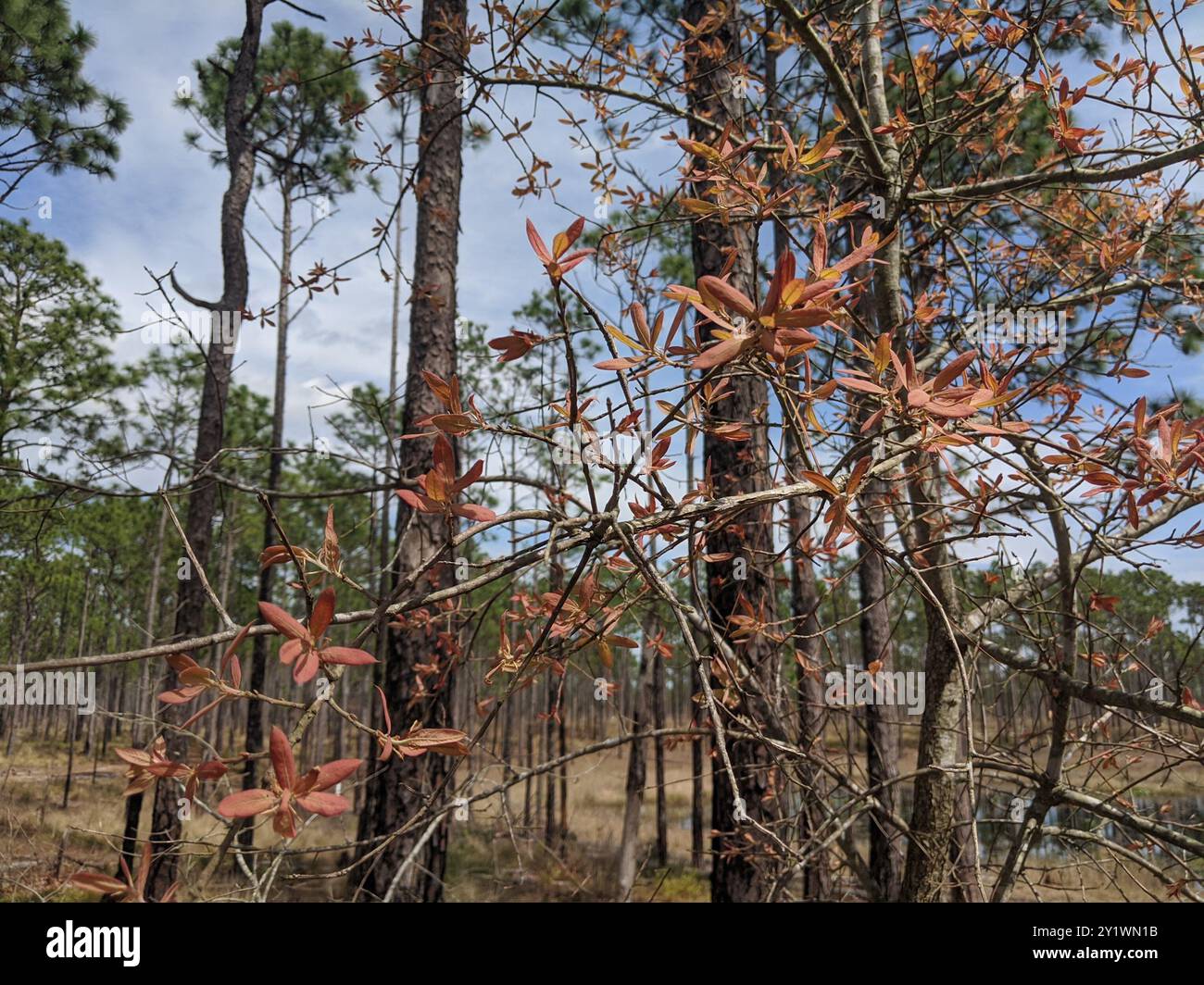 bluejack oak (Quercus incana) Plantae Stock Photo Alamy bluejack oak (Quercus incana) Plantae Stock Photo Alamy