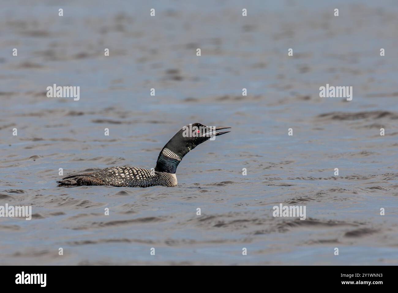 Common loon calling diver hi-res stock photography and images - Alamy