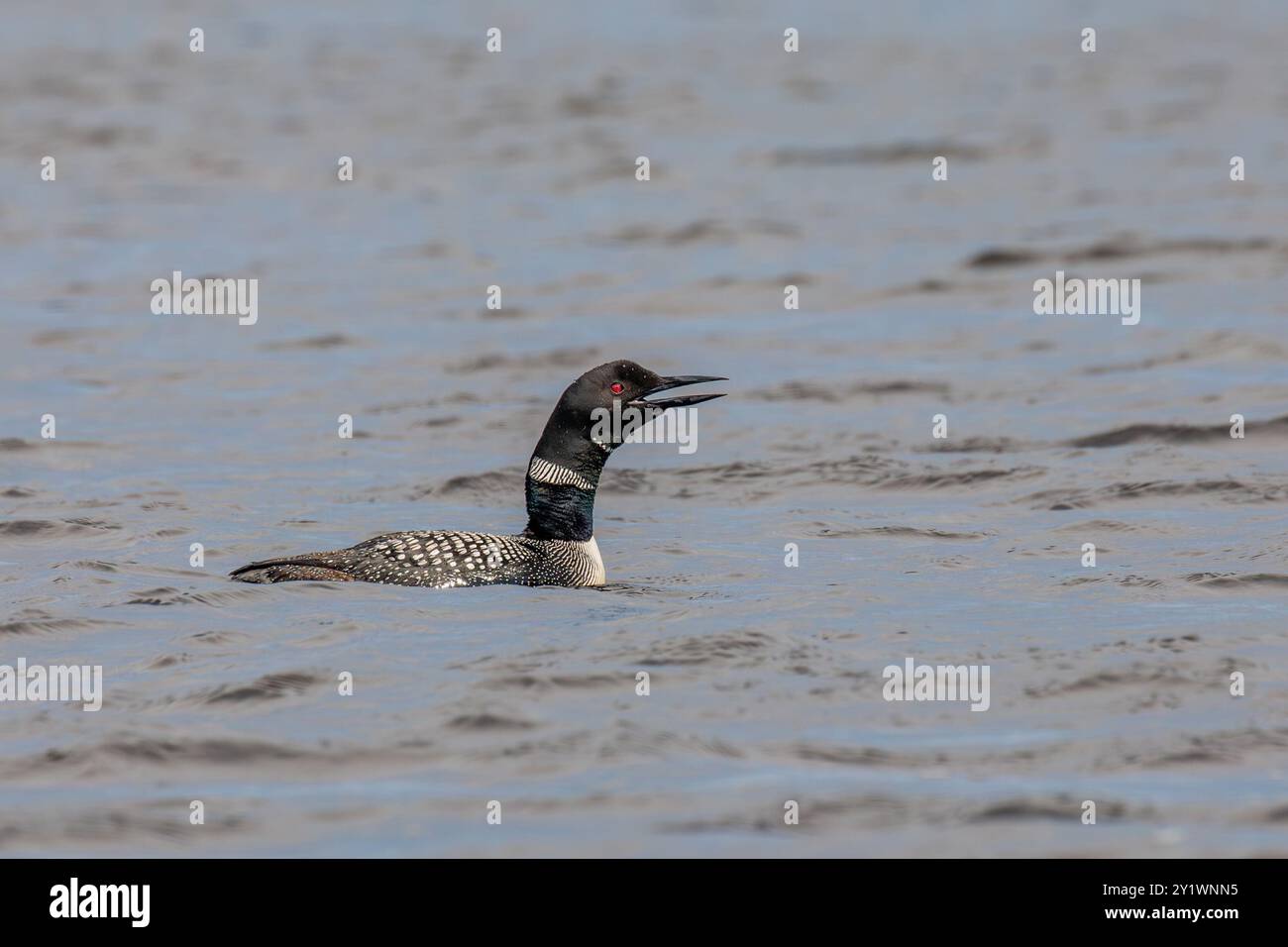 Common loon calling diver hi-res stock photography and images - Alamy