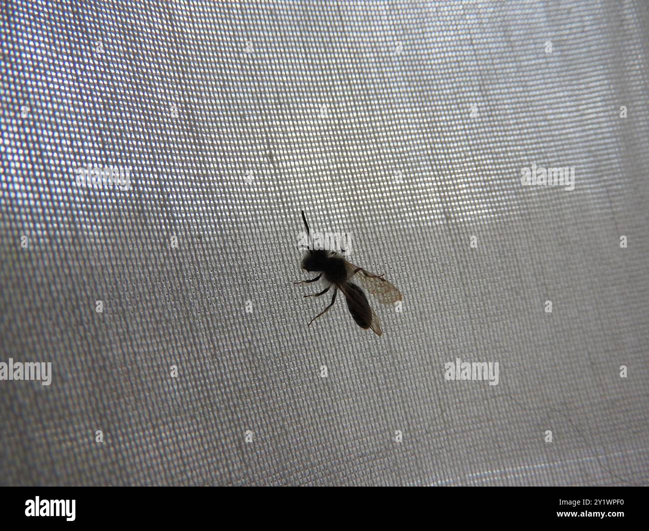 Mining Bees (Andrena) Insecta Stock Photo - Alamy