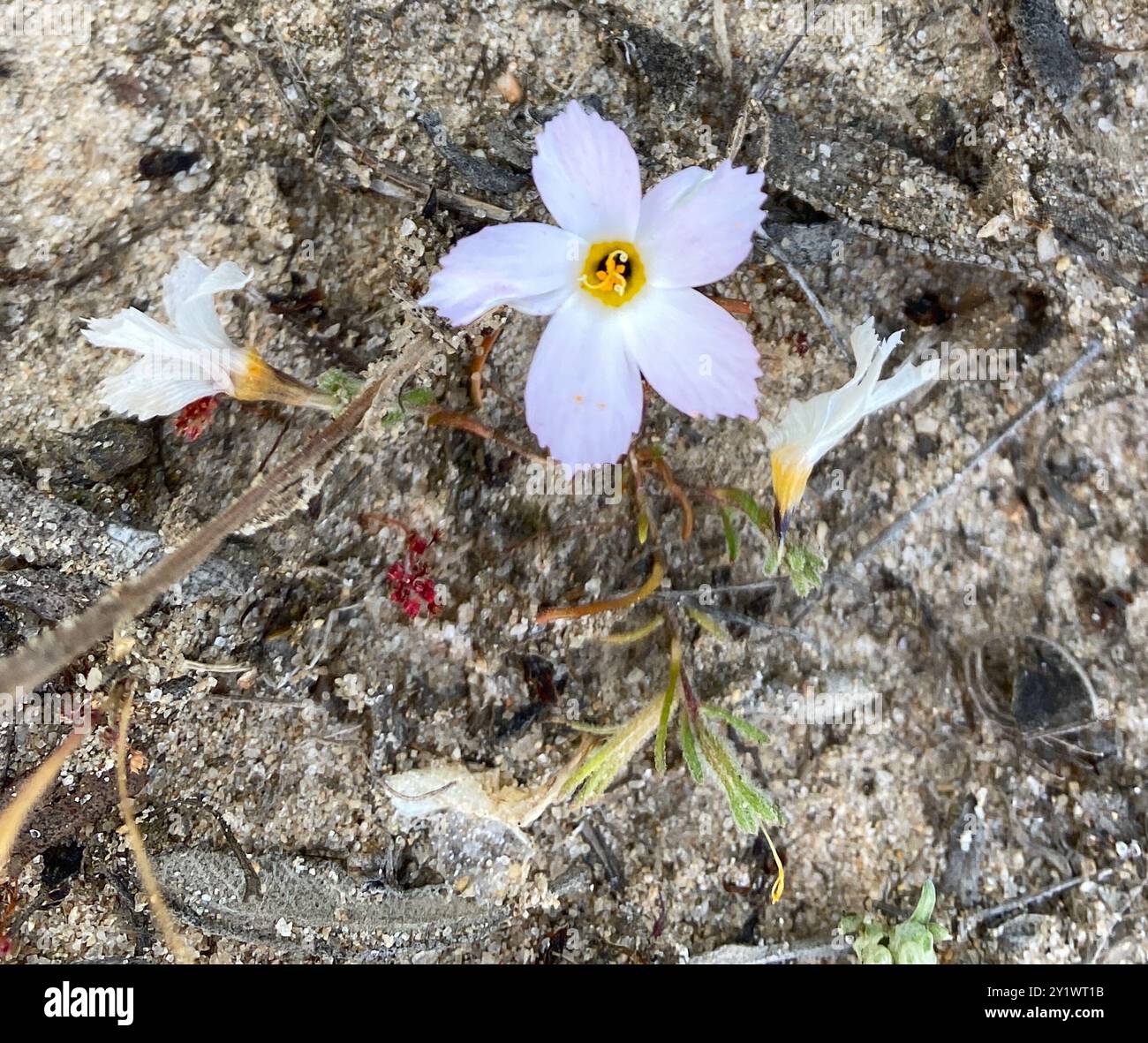 Linanthus dianthiflorus hi-res stock photography and images - Alamy