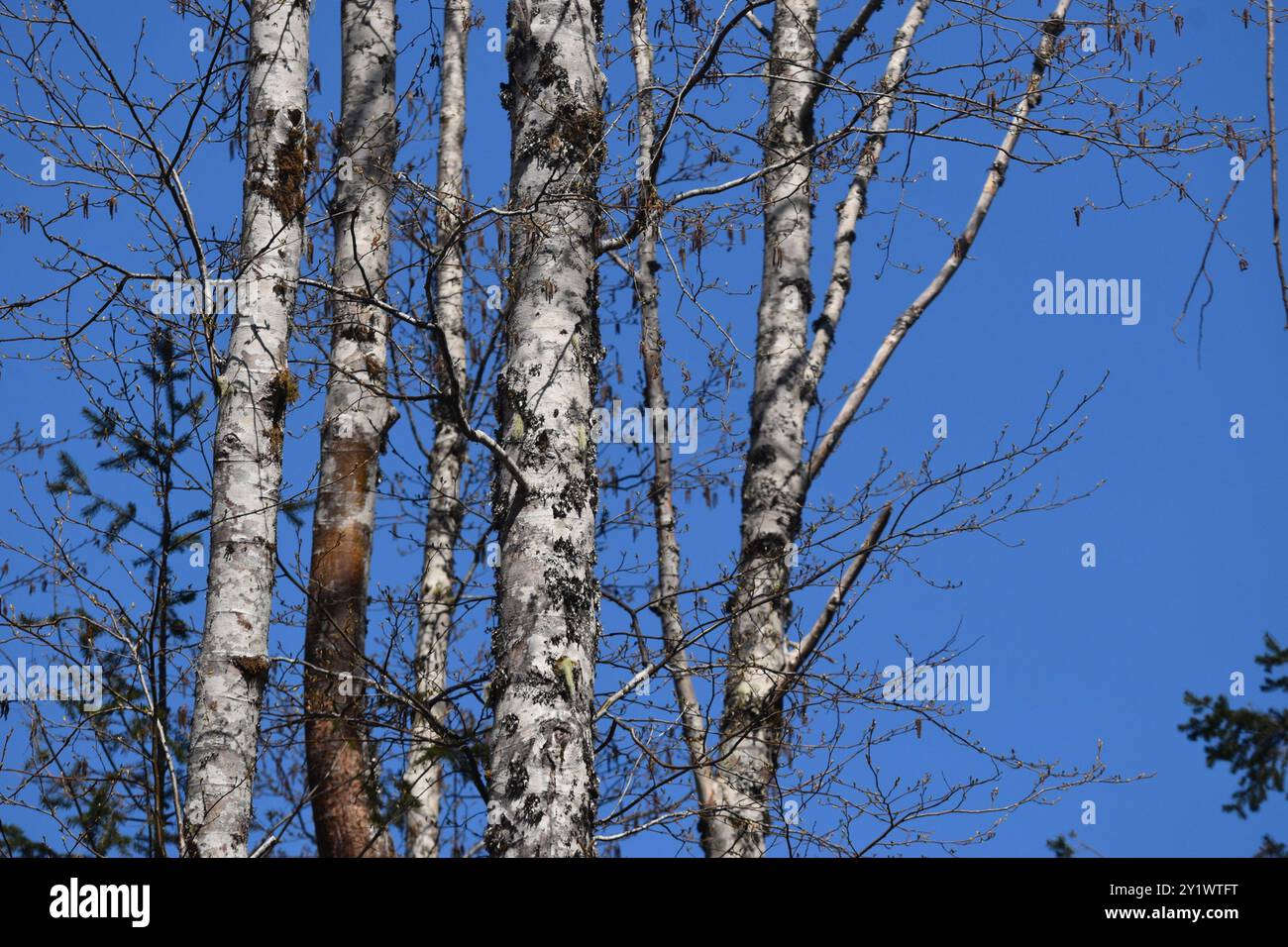 trembling aspen (Populus tremuloides) Plantae Stock Photo - Alamy