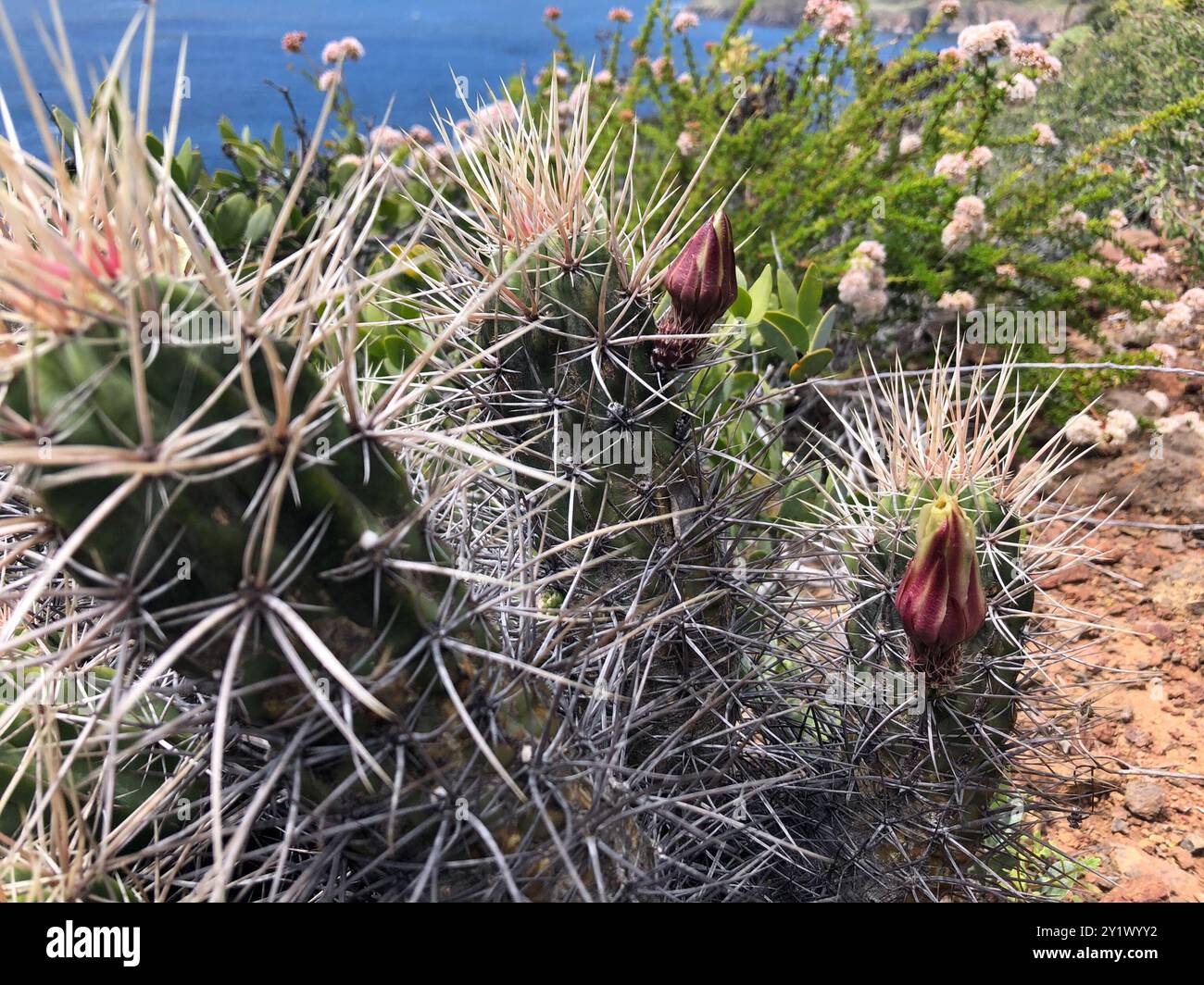 Echinocereus maritimus hi-res stock photography and images - Alamy