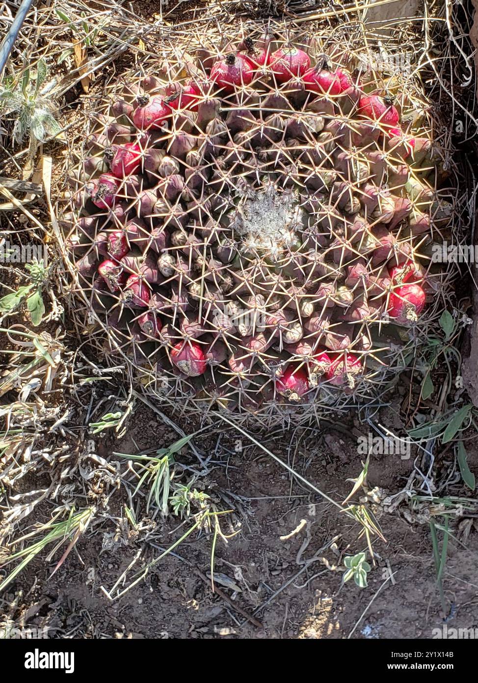 little nipple cactus (Mammillaria meiacantha) Plantae Stock Photo - Alamy