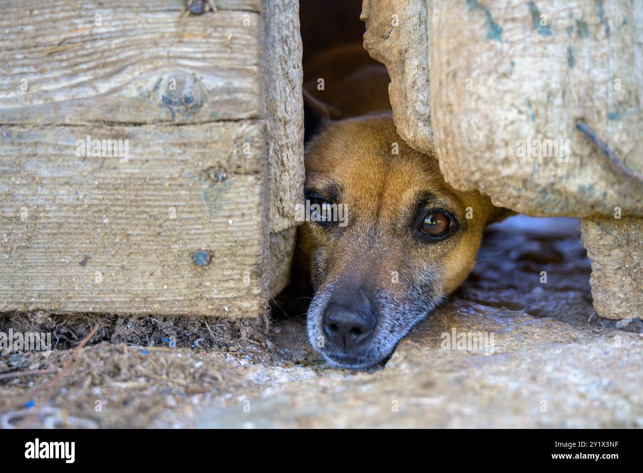 A curious dog peeks through a rustic wooden fence in Villaviciosa de Cordoba, Andalucia, Spain. The image evokes feelings of curiosity and warmth in a Stock Photo