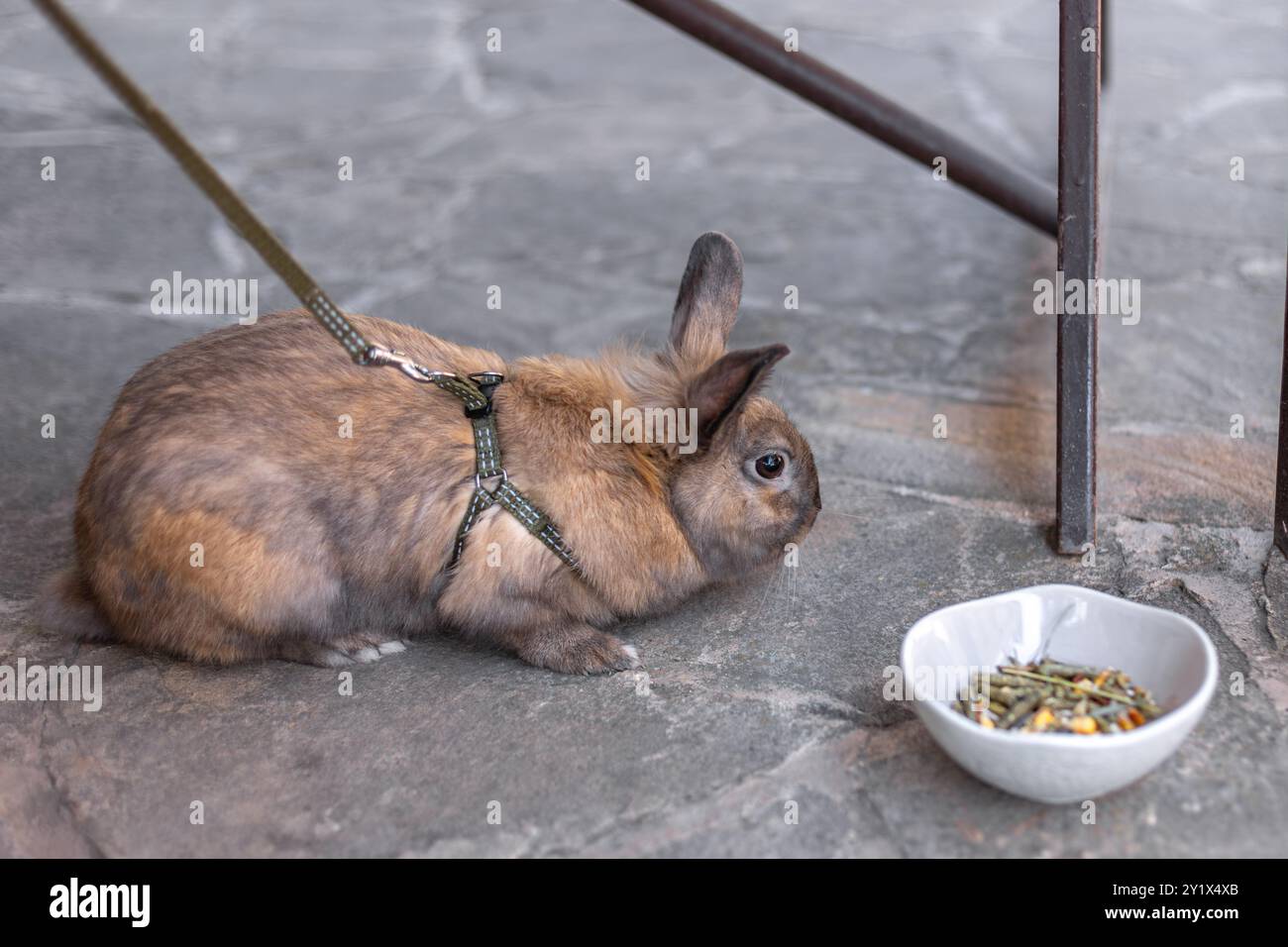 A red-haired domestic rabbit walks down the street. Pets concept Stock ...