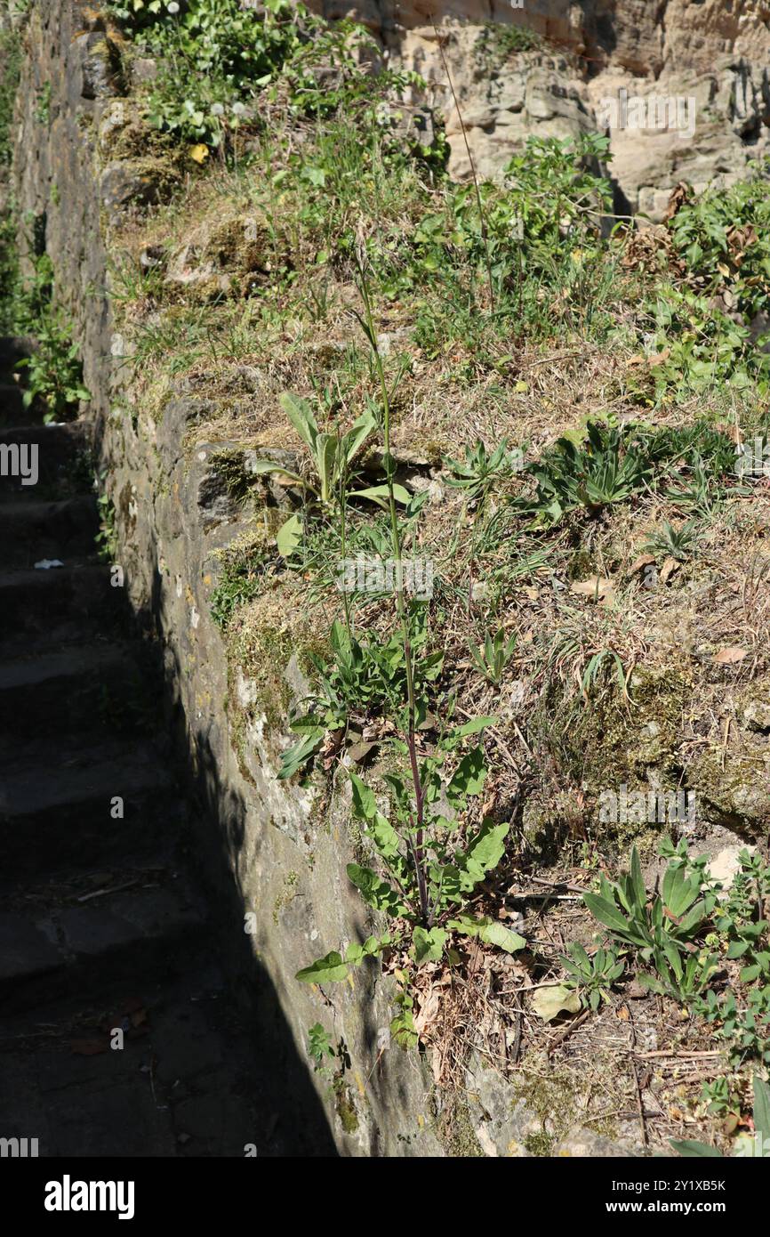 dandelions, hawksbeards, and rattlesnake roots (Crepidinae) Plantae ...