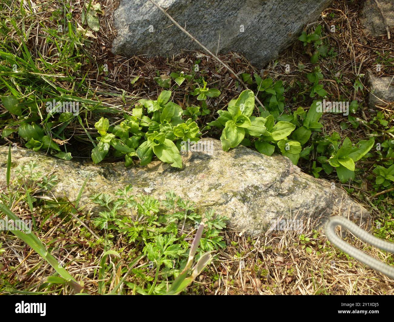 Wild Four o'Clock (Mirabilis nyctaginea) Plantae Stock Photo - Alamy