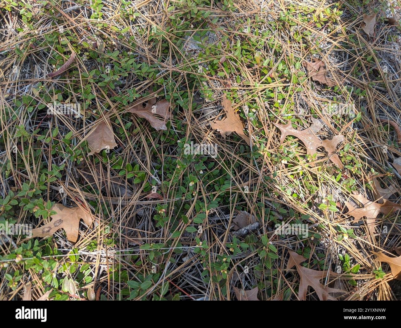 Creeping Blueberry (Vaccinium crassifolium) Plantae Stock Photo - Alamy