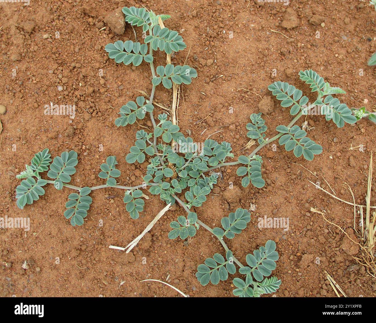 (Indigofera daleoides) Plantae Stock Photo - Alamy