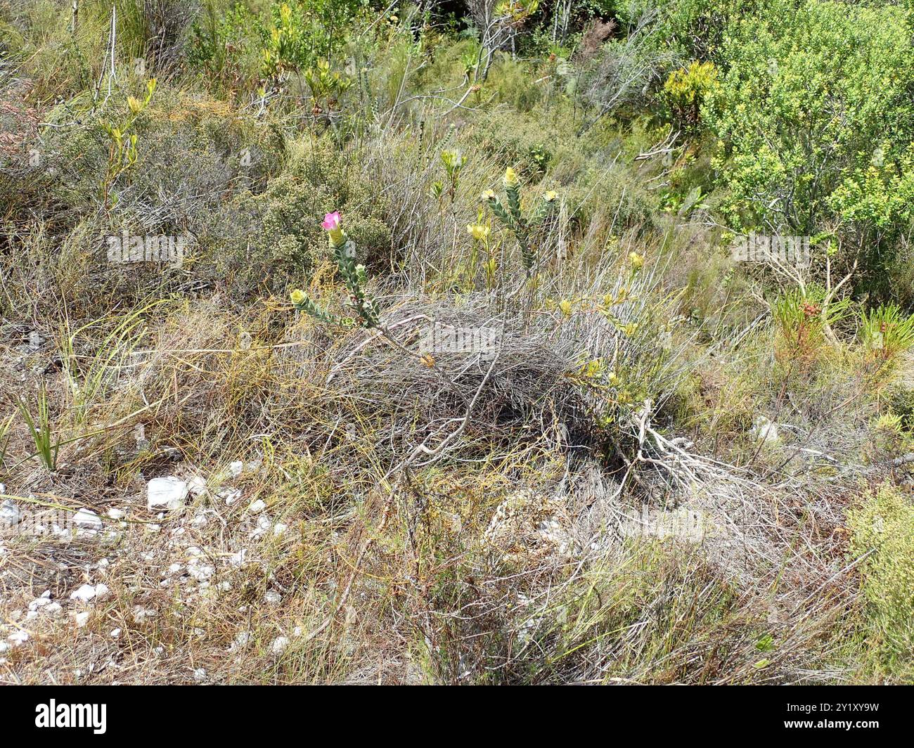 Salter (Saltera sarcocolla) Plantae Stock Photo - Alamy
