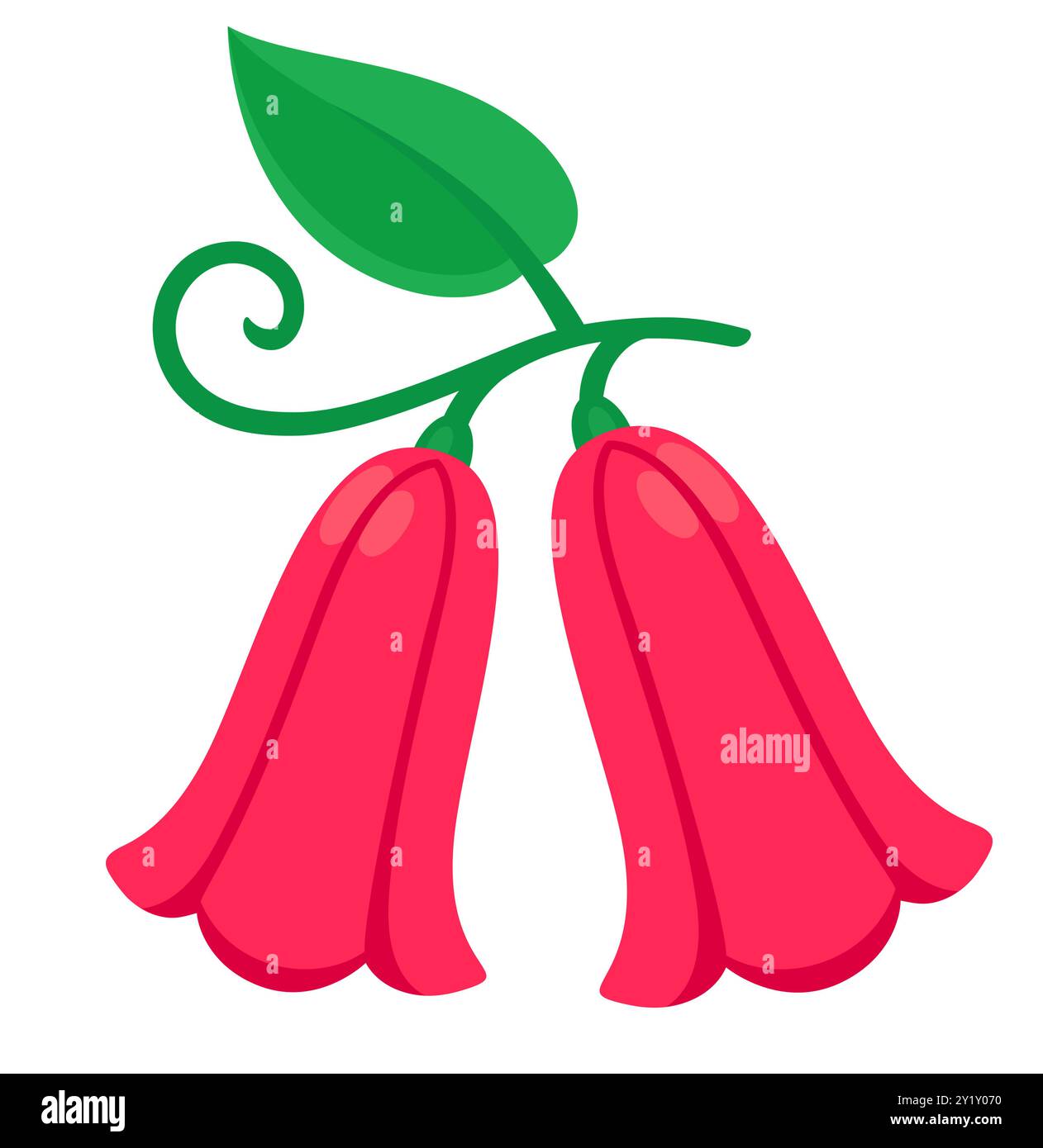 Copihue, Chilean bellflower, national flower of Chile. Vector clip art illustration isolated on white background. Stock Vector