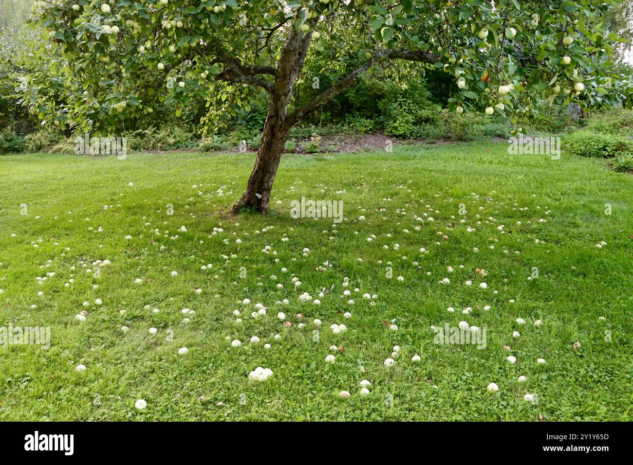 Apples under an apple tree in a garden in Southern Finland, August 2024 Stock Photo