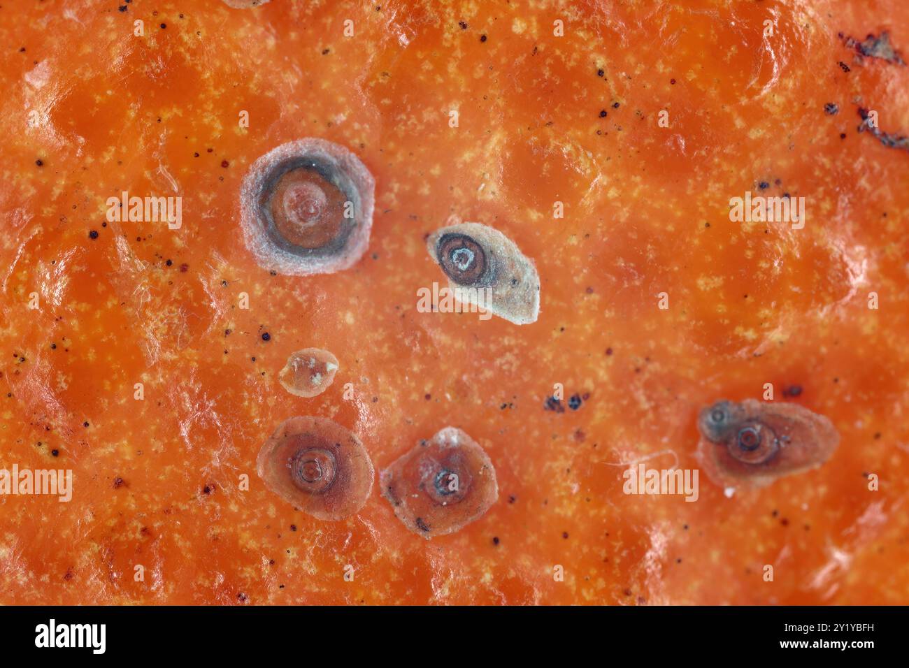 Armored scale insect hi-res stock photography and images - Alamy