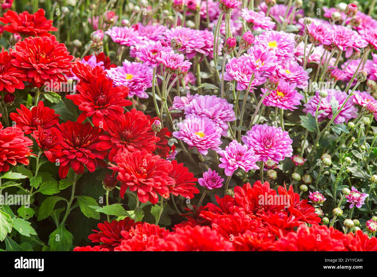 Chrysanthemums flower in garden hi-res stock photography and images - Alamy