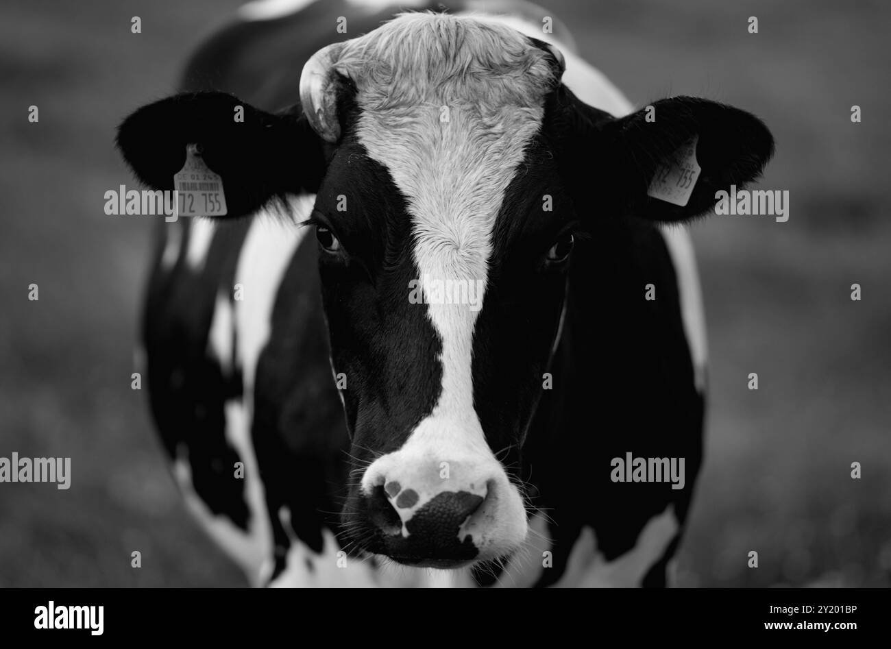 British friesian cows Black and White Stock Photos & Images - Alamy