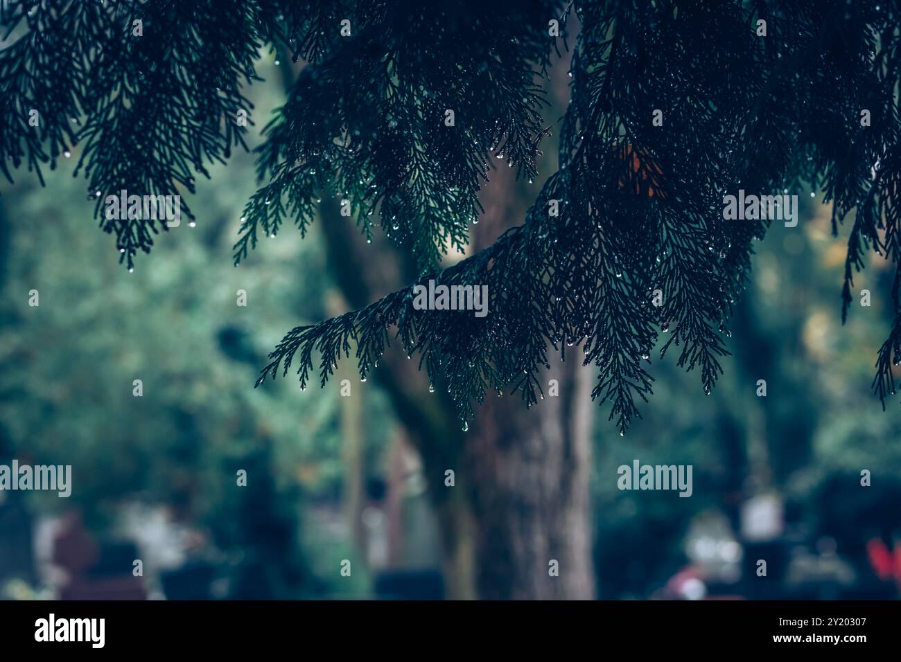 waterdrops on green pine tree Stock Photo