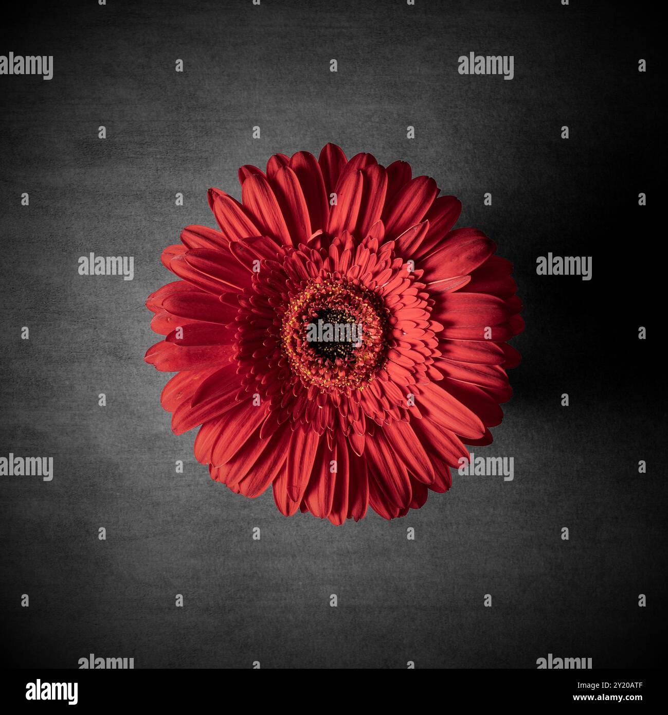 Gerbera Daisy Stock Photo