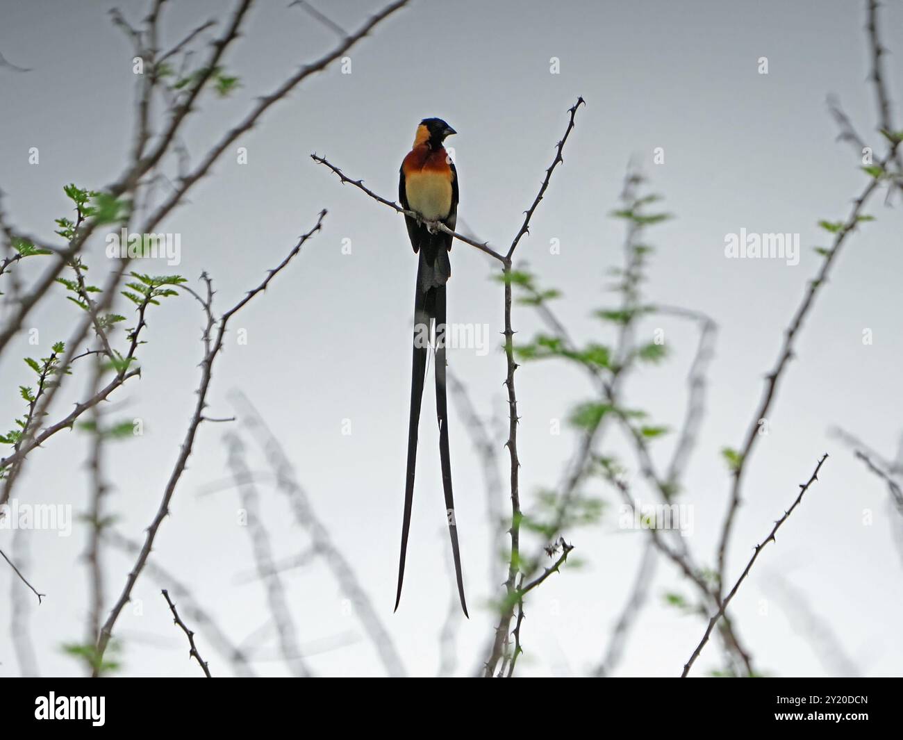 Paradise whydah birds hi-res stock photography and images - Alamy
