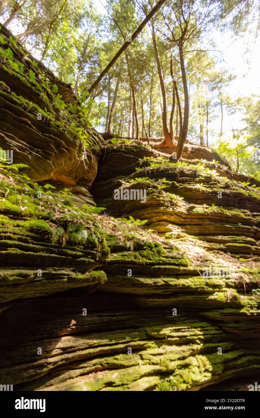 Pine trees dig their roots into the Cambrian sandstone bluffs along the ...