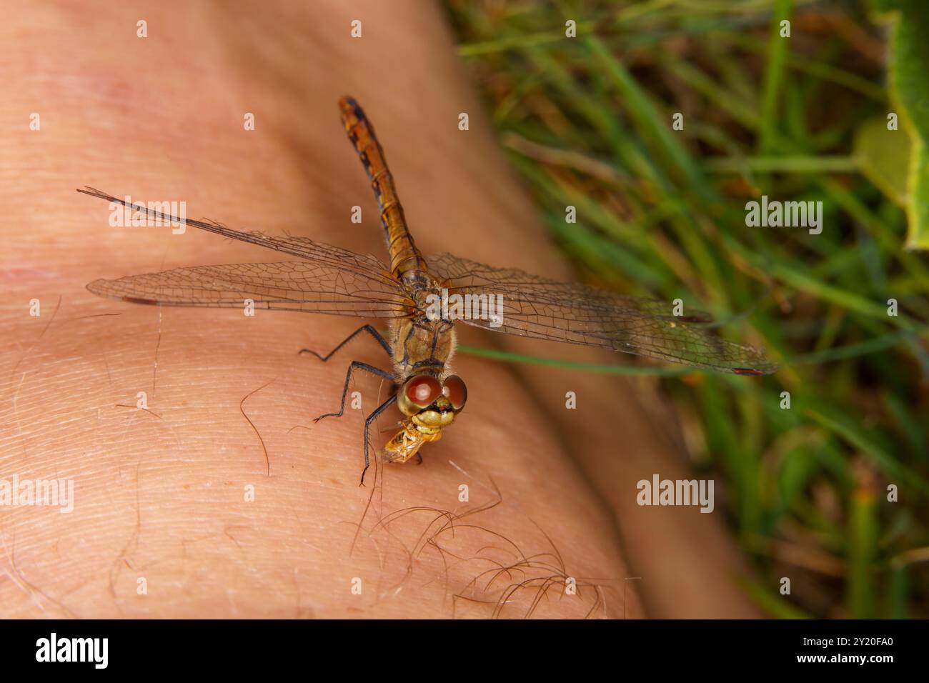 Sympetrum sanguineum Family Libellulidae Genus Sympetrum Ruddy darter dragonfly wild nature insect wallpaper, picture, photography Stock Photo