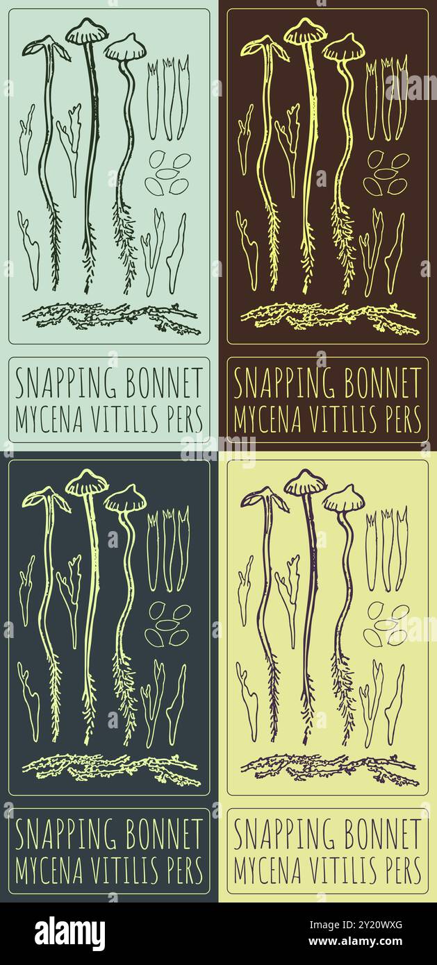 Snapping Bonnet Bonnet mushroom mycena in Stock Vector Images - Alamy