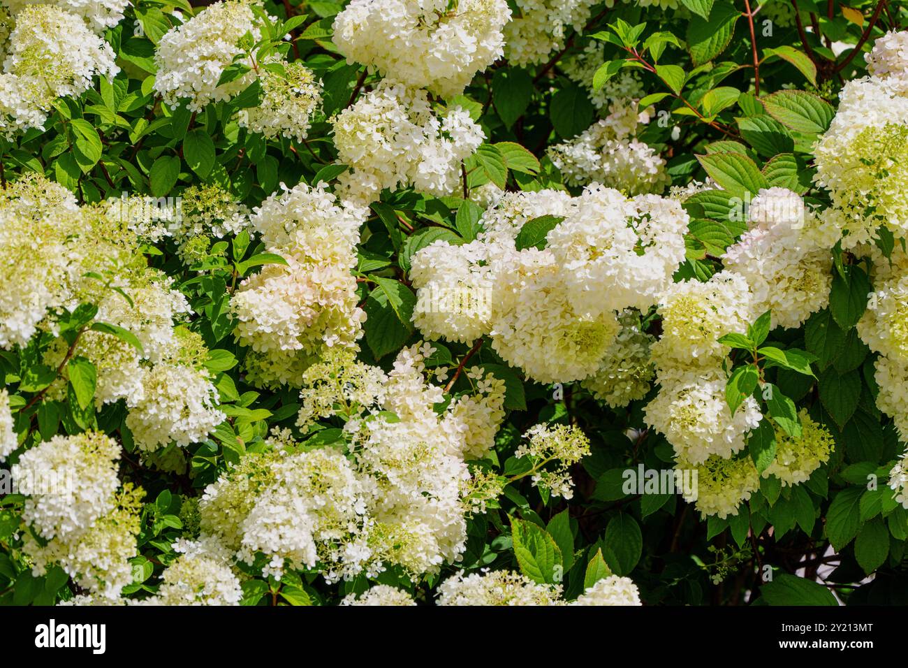 Stunning White Hydrangea Flowers In Bloom Surrounded By Lush Green ...