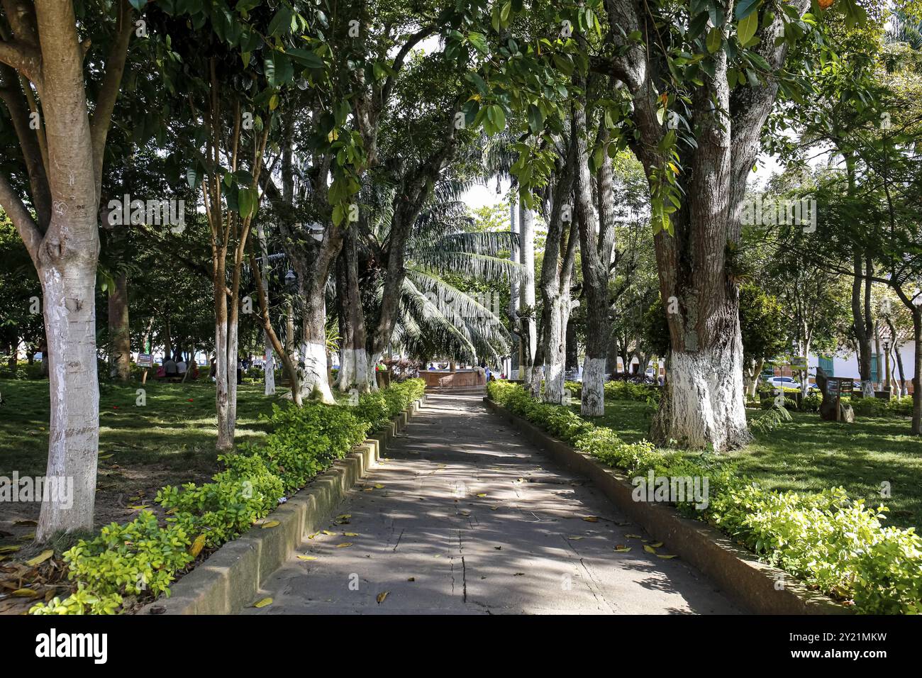 View to green tree alley with sun and shadow, Barichara Main Park ...