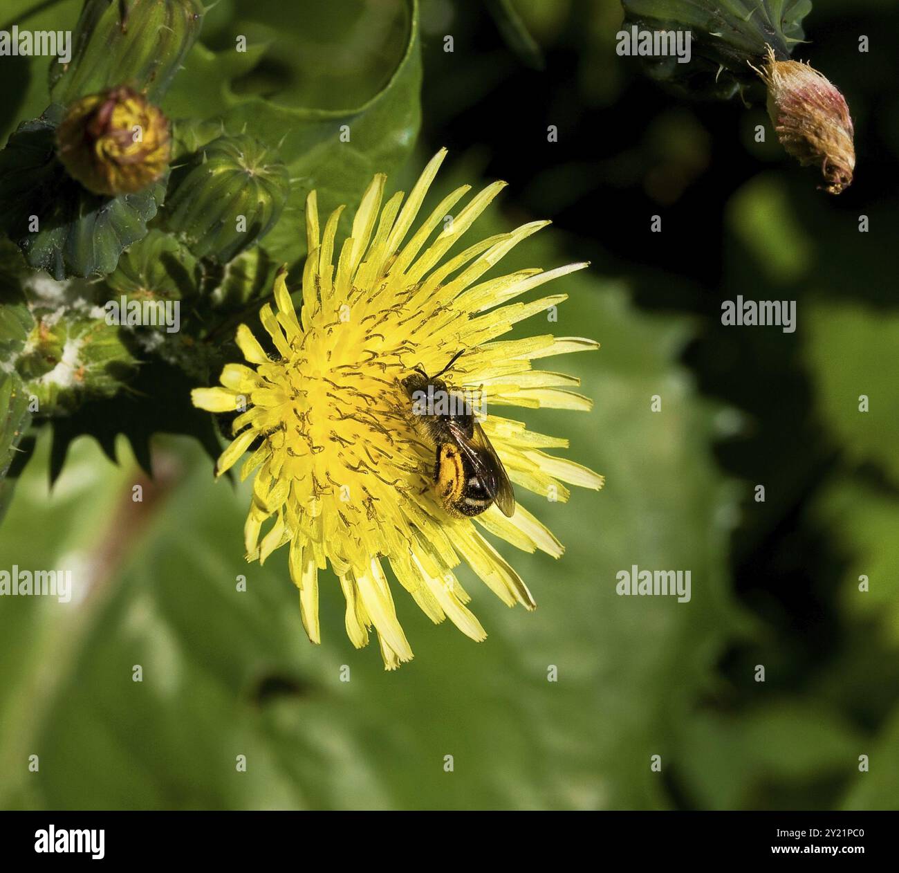 Pollen sacs hi-res stock photography and images - Alamy