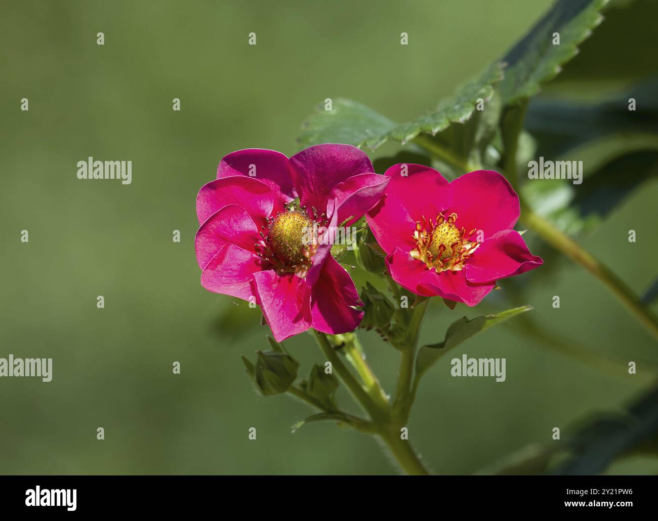 Pink Strawberry flowers with fruit forming Stock Photo - Alamy