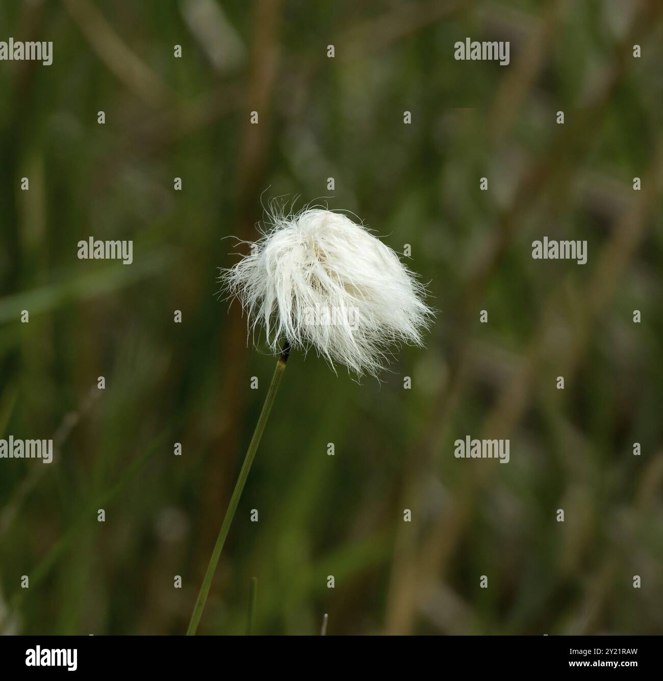 Cotton grass bloom hi-res stock photography and images - Alamy