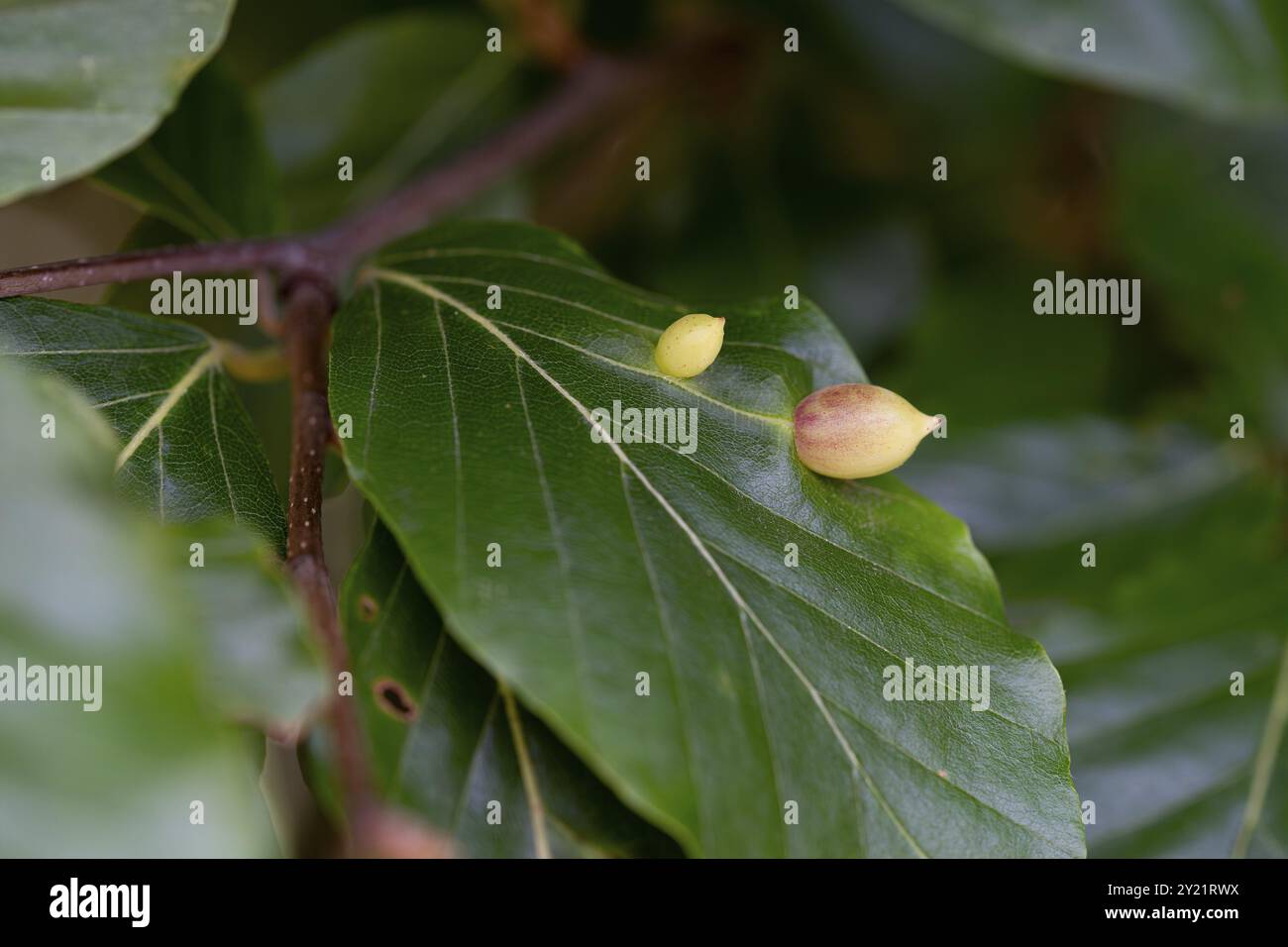 Beech gall midge (Mikiola fagi), two galls on the upper leaf surface, North Rhine-Westphalia, Germany, Europe Stock Photo