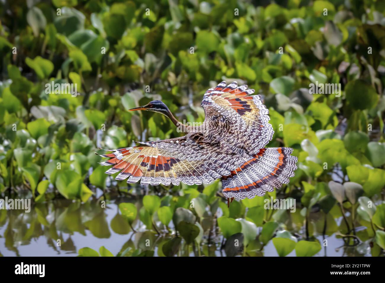 High angle view of beautiful Sunbittern in flight against green background with wonderful patterned spread wings, Pantanal Wetlands, Mato Grosso, Braz Stock Photo