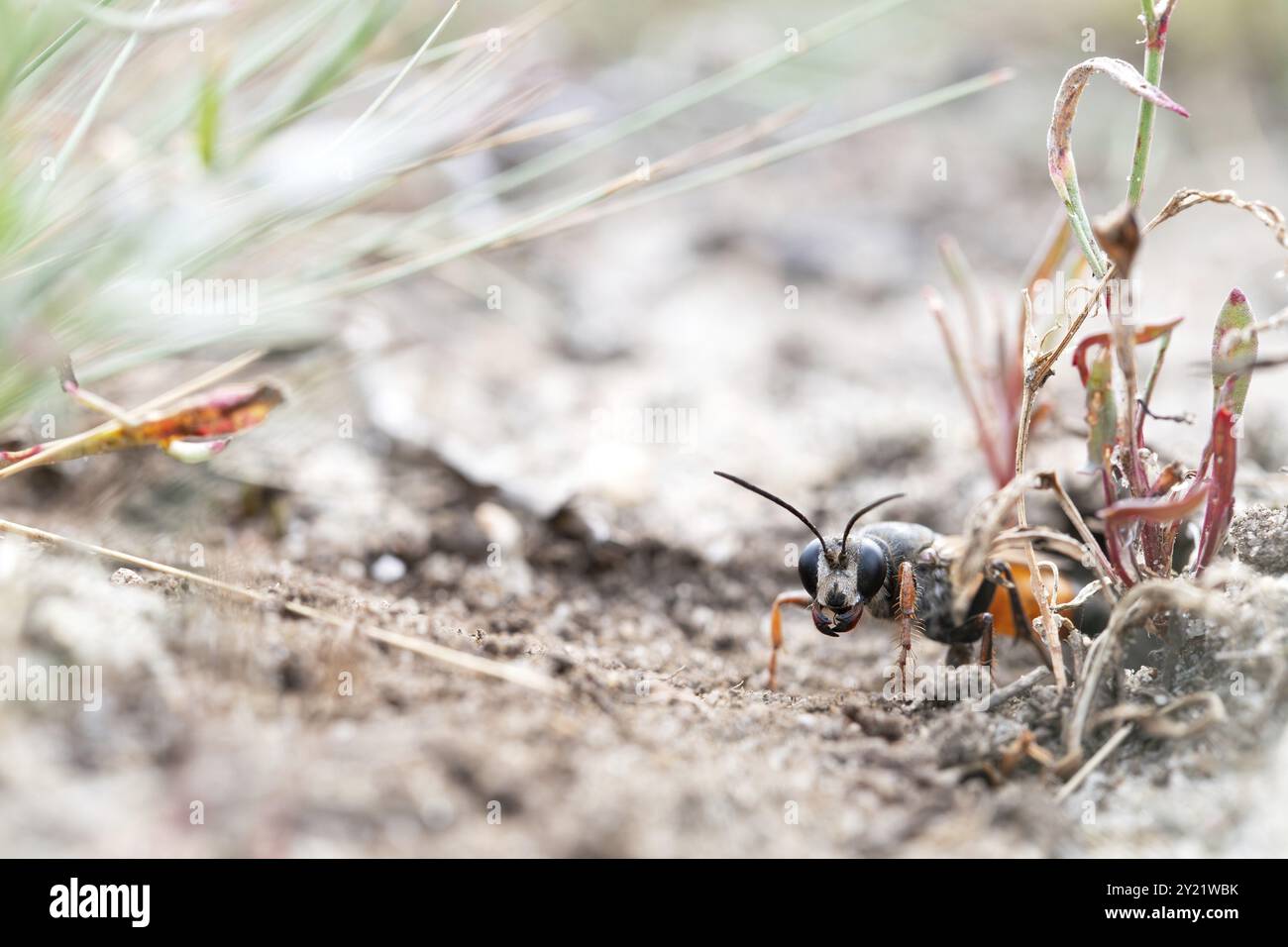 Golden digger wasp (Sphex funerarius), leaving its nest in the sandy soil, Doeberitzer Heide nature reserve, Brandenburg, Germany, Europe Stock Photo